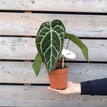 Anthurium crystallinum (Antúria kryštálova) - kont. C1,5L, výška 20-30 cm